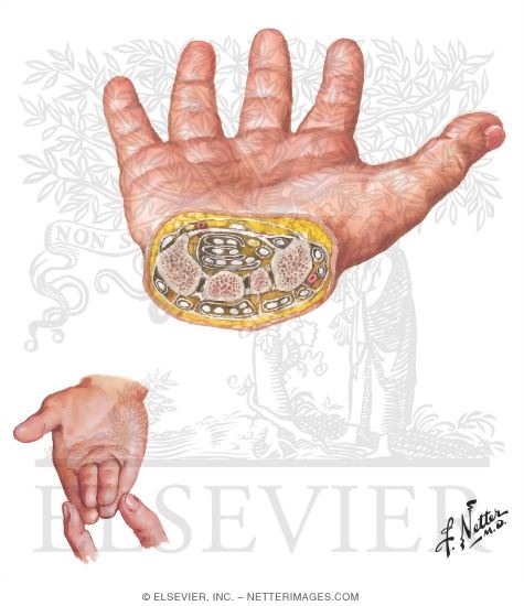Cross Section of Wrist Carpal Tunnel Biology Diagrams