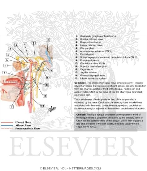 Glossopharyngeal Nerve (IX) and Otic Ganglion