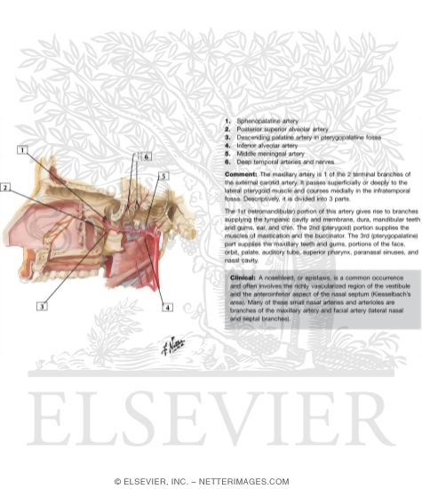 Maxillary Artery