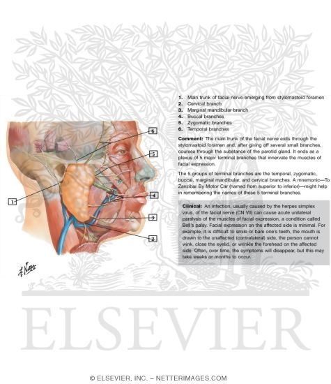 Facial Nerve Branches