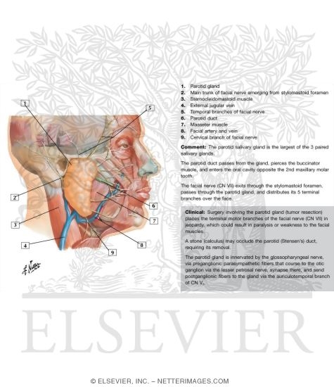 Superficial Face and Parotid Gland