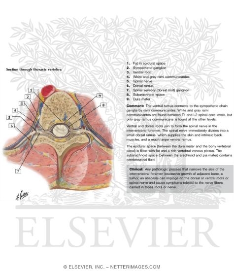 Spinal Nerve Origin: Cross Section