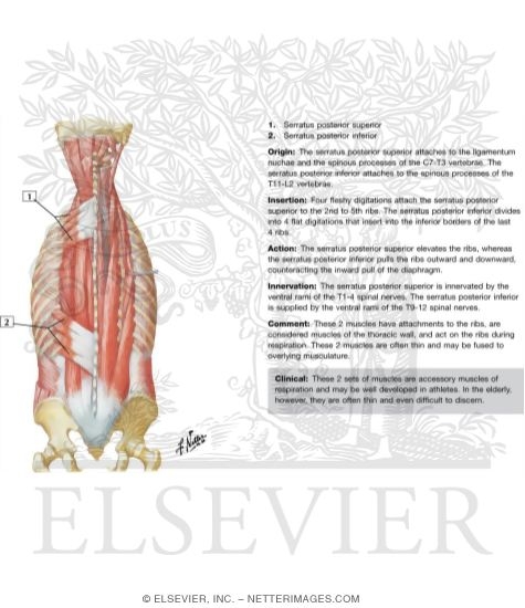 Muscles of Back: Intermediate Layers
Spenius and Erector Spinae Muscles