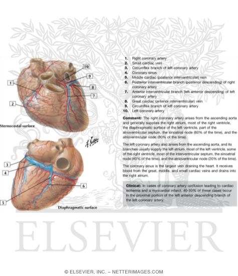 Arteries and Veins of the Heart
Coronary Arteries and Cardiac Veins