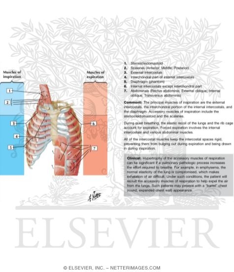 Muscles of Inspiration - Muscles of Expiration
Muscles of Respiration
Respiratory Muscles