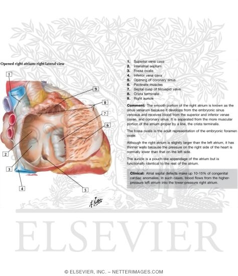 Origin Sites of Supraventricular Tachyarrhythmias