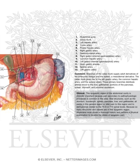 Arteries of Stomach, Liver and Spleen
Blood Supply of Stomach and Duodenum