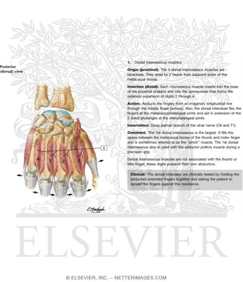 Dorsal Interosseous