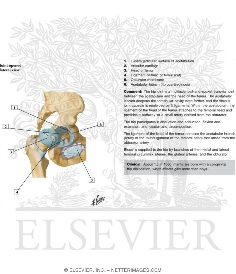 Hip Joint: Lateral View