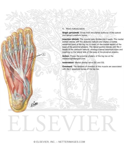 Muscles of Sole of Foot: Second Layer