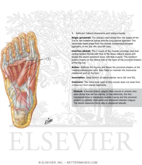 how does a strain sprain of the hallucis longus myo in the foot feel hallucis