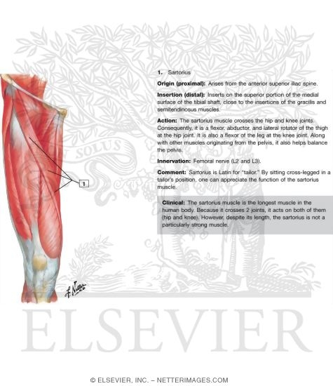 Anterior Thigh