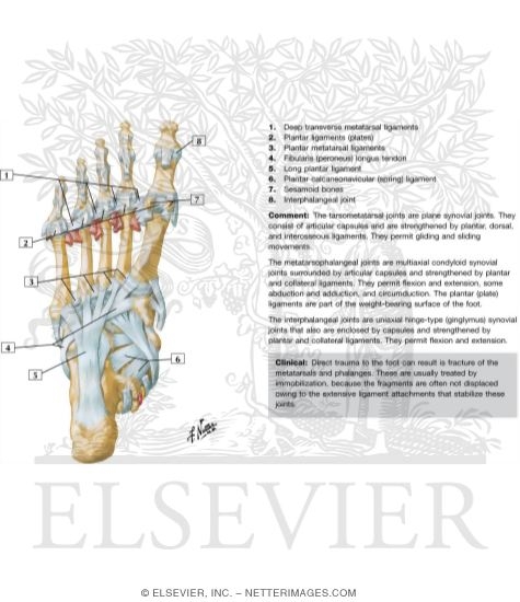 plantar view