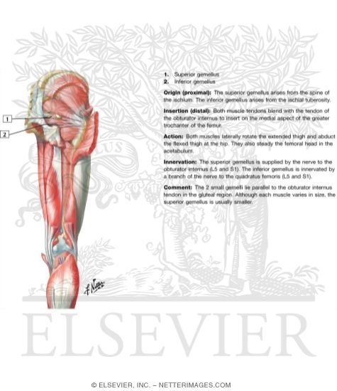 Muscles of Back of Hip and Thigh
Muscles of Hip and Thigh: Posterior Views 