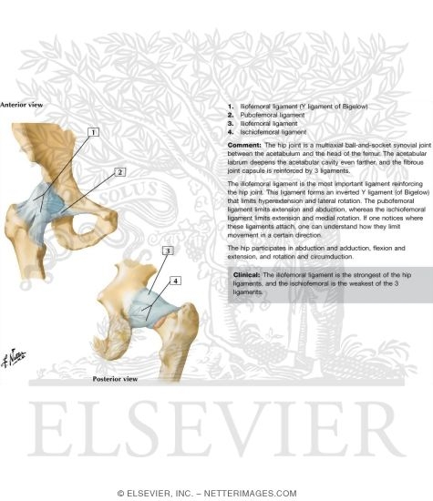 Hip Joint: Anterior and Posterior Views