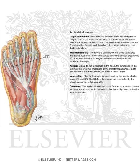 Muscles of Sole of Foot: Second Layer