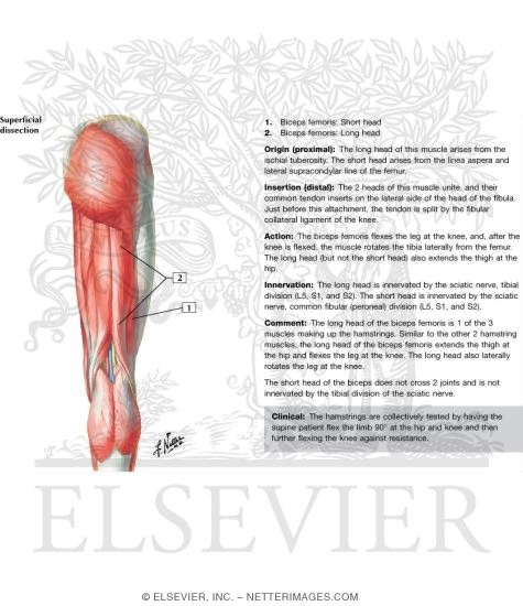 Biceps Femoris: Short Head and Long Head