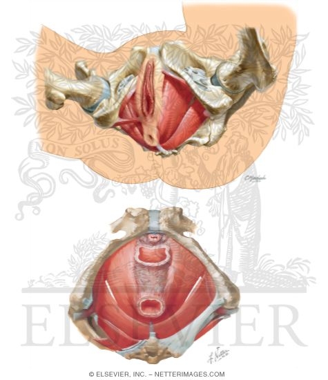 Pelvic Diaphragm: Female