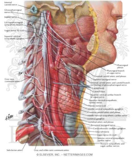 Nerve In Throat 13