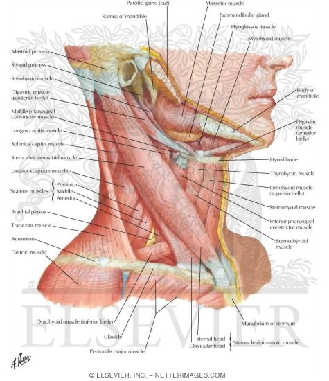 Muscles of Neck: Lateral View