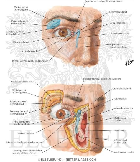 Lacrimal Apparatus