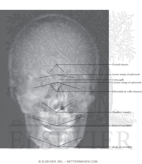 Skull: Anteroposterior Radiograph