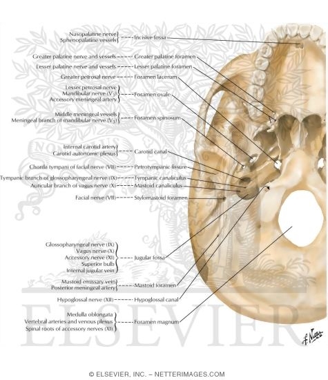 Foramina of Cranial Base: Inferior View