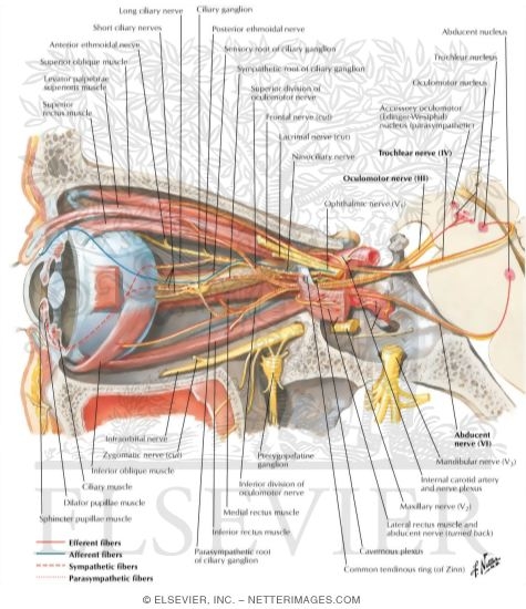 Oculomotor (III), Torchlear (IV) and Abducnet (VI) Nerves: Schema