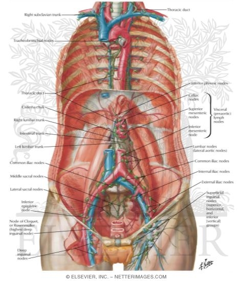 Lymph Drainage of the Abdomen
Lymph Vessels and Nodes of Posterior Abdominal Wall