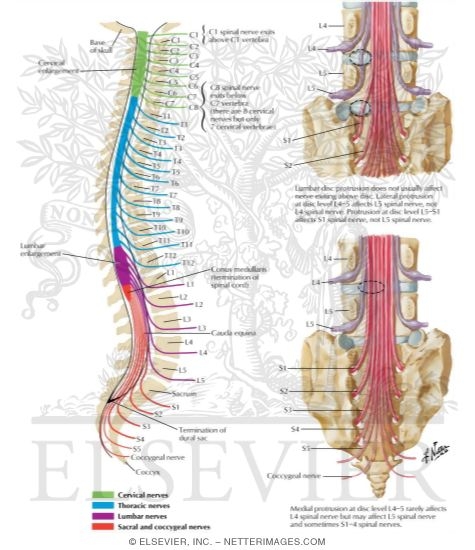 Relation of Spinal Nerve Roots to Vertebrae The Spine