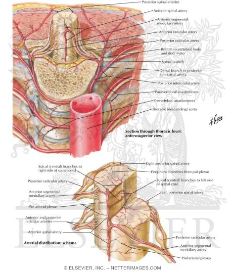 Arteries of Spinal Cord: Intrinsic Distribution