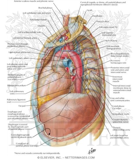 Mediastinum: Left Lateral view