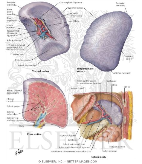 gallbladder anatomy diagram. gallbladder anatomy diagram. Spleen+anatomy+diagram