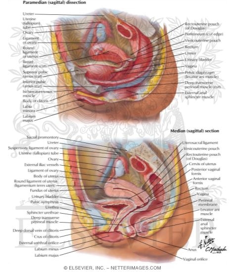Pelvic Viscera and Perineum: Female