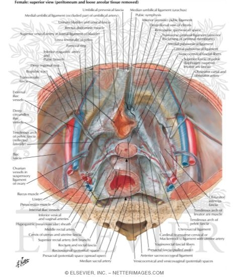 Endopelvic Fascia and Potential Spaces
Pelvic Fascia and Perineopelvic Spaces
Peritoneum