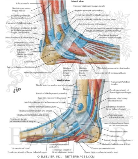 Synovial Tendon Sheaths at Ankle
Tendon Sheaths of Ankle