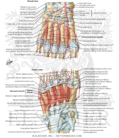 Interosseous Muscles and Deep Arteries of Foot