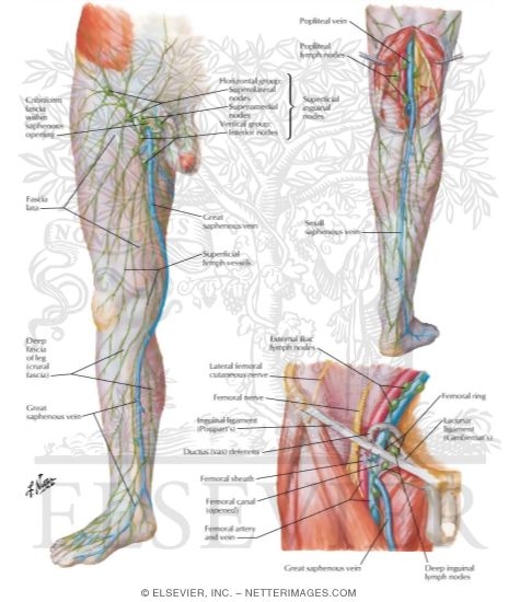 Lymph Vessels And Nodes Of Lower Limb