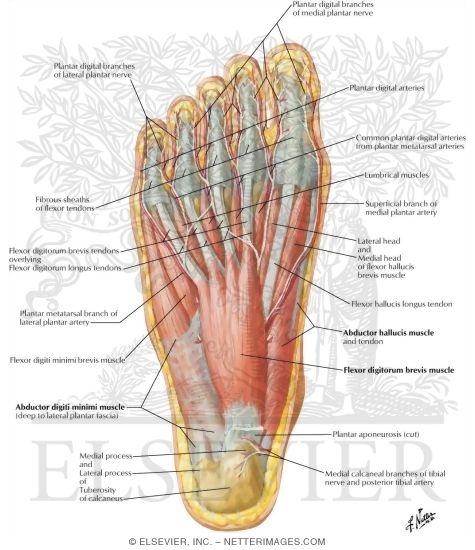 Muscles of Sole of Foot: First Layer