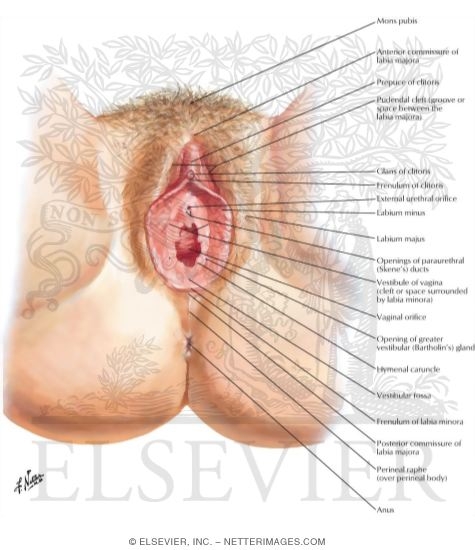 Watermarked preview of labeled image: The Reproductive System