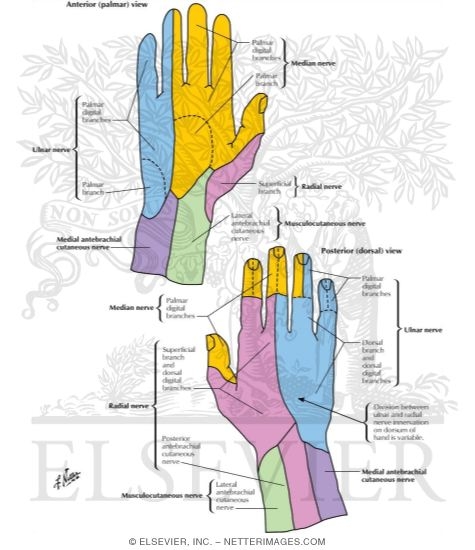Cutaneous Nerves of Wrist and Hand