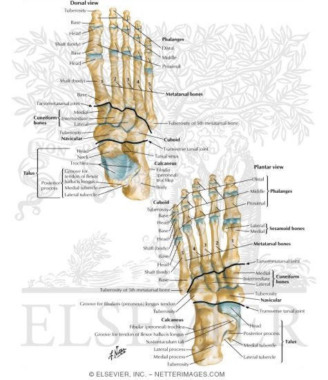 Bones of Foot