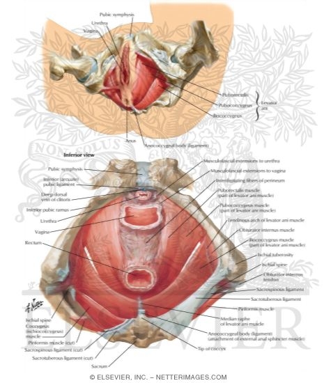 Pelvic Diaphragm: Female