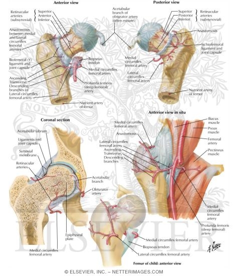 Arteries of Femoral Head and Neck