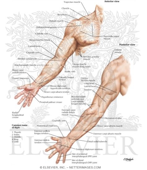 Upper Limb: Surface Anatomy