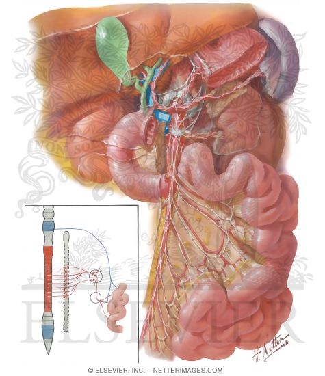 Nerve Supply of Small Intestine