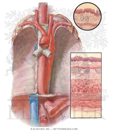 Histology Of Esophagus. and Histology of Esophagus