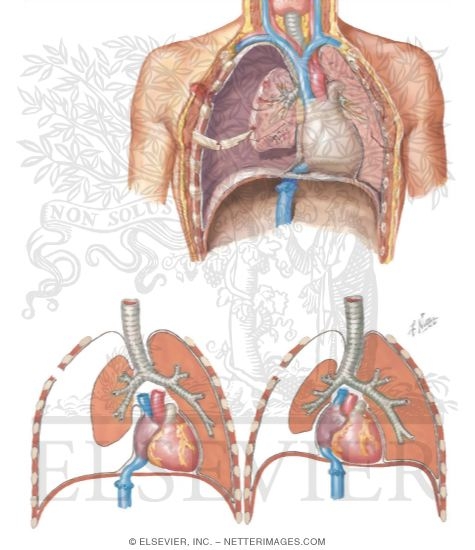 Watermarked preview of unlabeled image: Pathogenesis of Pneumothorax; Pathophysiology of Open Pneumothorax
