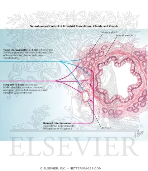 Neurohumoral Control of Bronchial Musculature, Glands, and Vessels