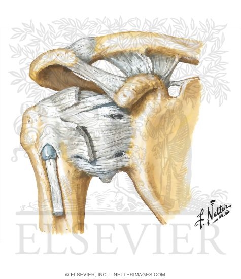 Shoulder Ligaments: Anterior View